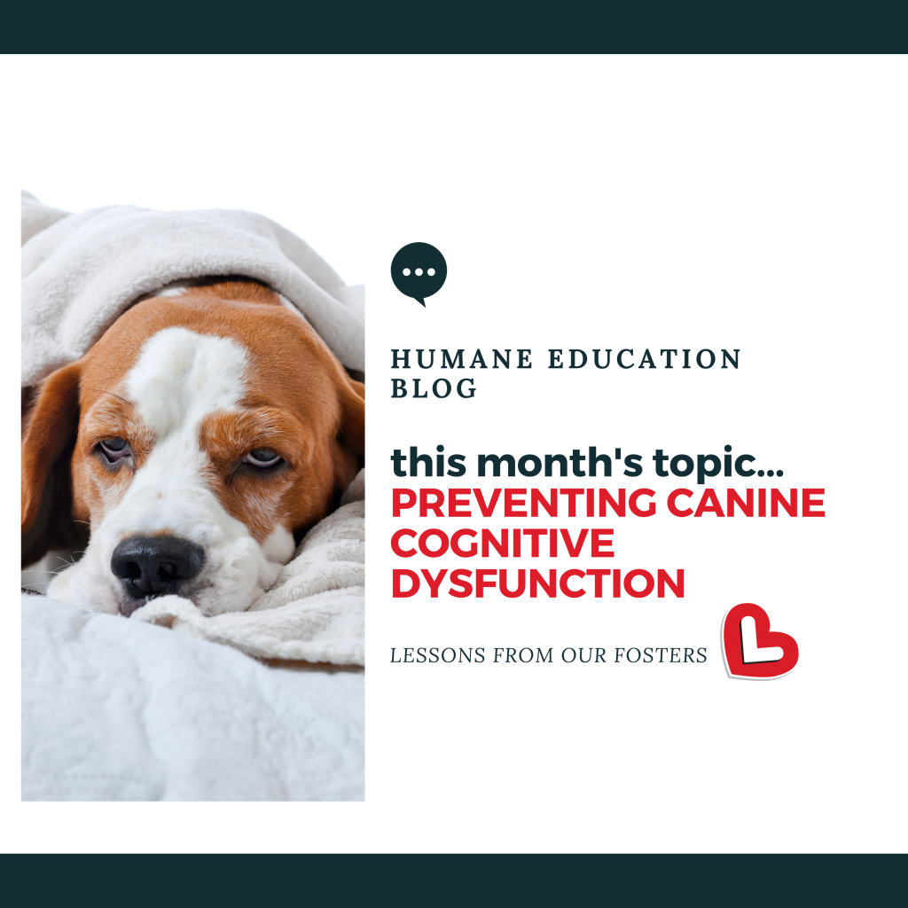 Preventing Canine Cognitive Dysfunction – Laber of Love